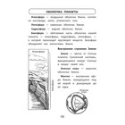 Все правила для начальной школы в таблицах и схемах. Курганов С.Ю. 9456450