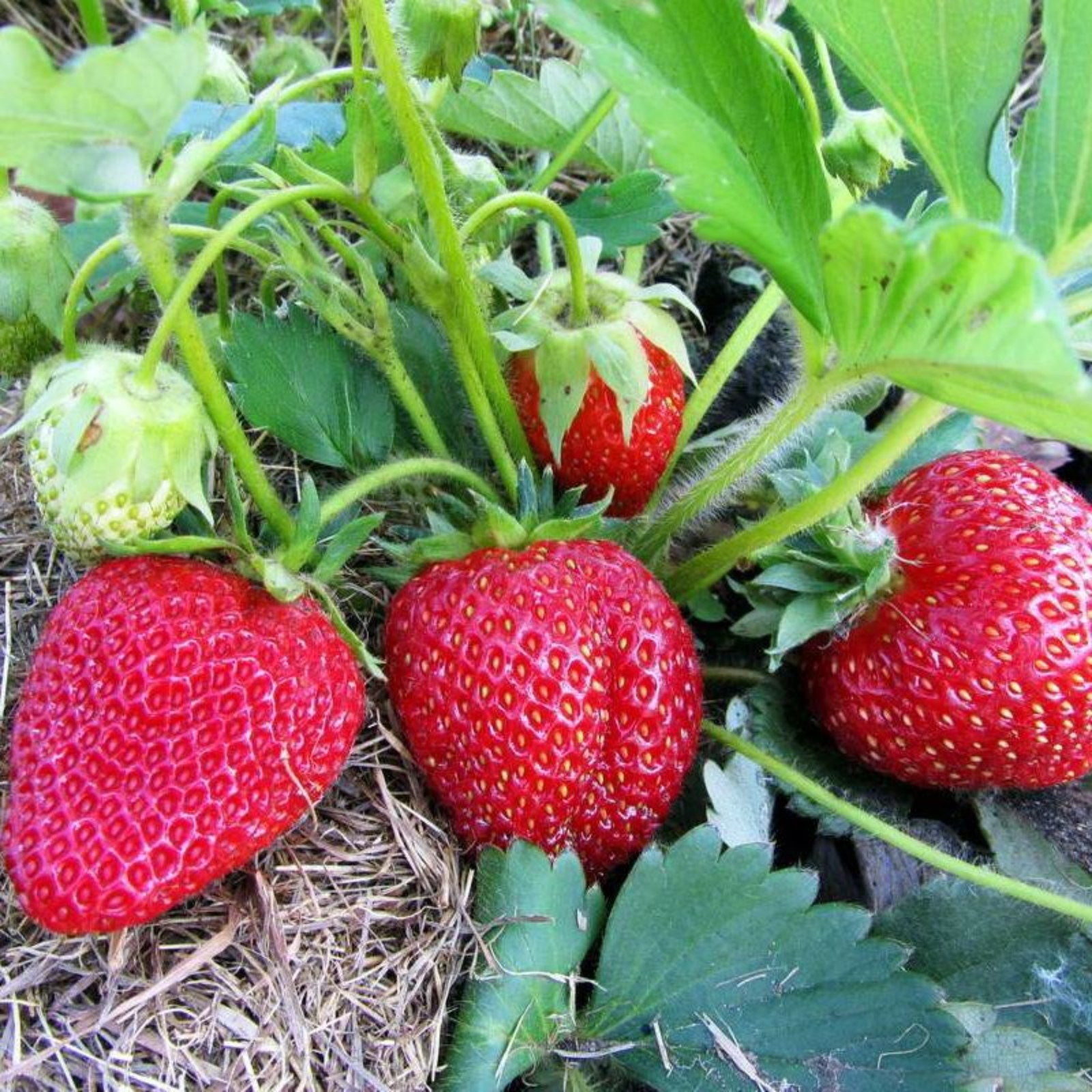 Клубника прими описание сорта фото отзывы садоводов Клубника прими описание сорта фото отзывы садоводов