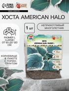 Хоста American Halo, р-р I, корневище в пакете с торфогрунтом, размер L,1 шт. - Фото 1