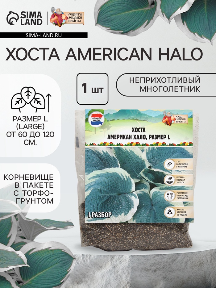 Хоста American Halo, р-р I, корневище в пакете с торфогрунтом, размер L,1 шт. - Фото 1