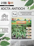 Хоста Antioch, корневище в пакете с торфогрунтом, р-р I, размер ML,1 шт. - Фото 1
