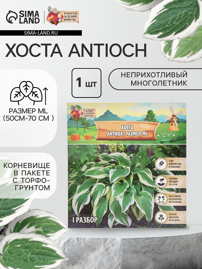 Хоста Antioch, корневище в пакете с торфогрунтом, р-р I, размер ML,1 шт. - Фото 1