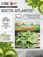 Хоста Atlantis, корневище в пакете с торфогрунтом, р-р I, размер L,1 шт. - Фото 1