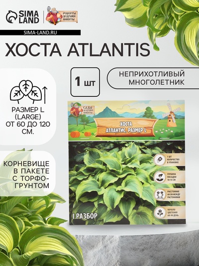 Хоста Atlantis, корневище в пакете с торфогрунтом, р-р I, размер L,1 шт.