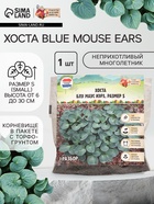 Хоста Blue Mouse Ears, корневище в пакете с торфогрунтом, р-р I, размер S,1 шт. - Фото 1