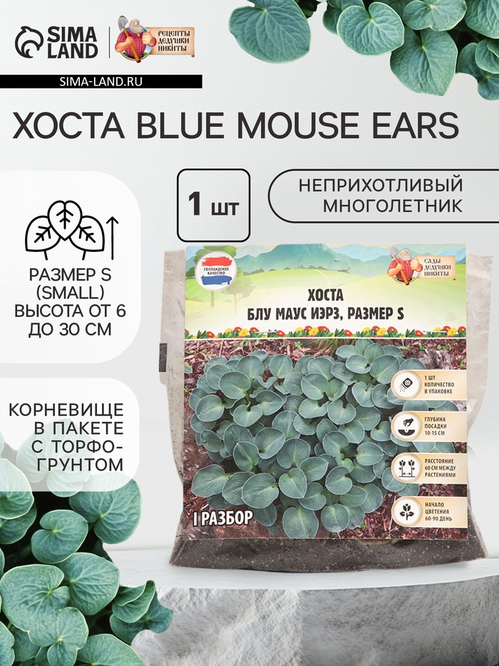 Хоста Blue Mouse Ears, корневище в пакете с торфогрунтом, р-р I, размер S,1 шт. - Фото 1