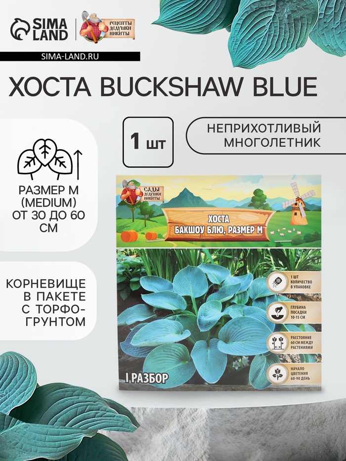 Хоста Buckshaw Blue, корневище в пакете с торфогрунтом, р-р I, размер M,1 шт. - Фото 1