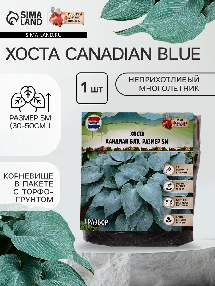Хоста Canadian Blue, корневище в пакете с торфогрунтом, р-р I, размер SM,1 шт. - Фото 1