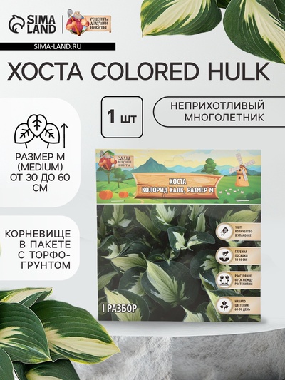 Хоста "Colored Hulk", р-р I, размер M,1 шт, Весна 2024