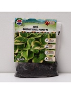 Хоста Fragrant Bouquet, корневище в пакете с торфогрунтом, р-р I, размер ML,1 шт. - Фото 5