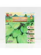 Хоста Guacamole, корневище в пакете с торфогрунтом, р-р I, размер ML,1 шт. - Фото 5