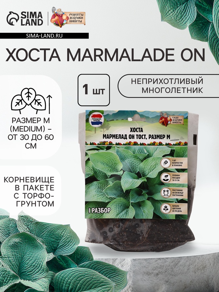 Хоста Marmalade on Toast, корневище в пакете с торфогрунтом, р-р I, размер M,1 шт. - Фото 1