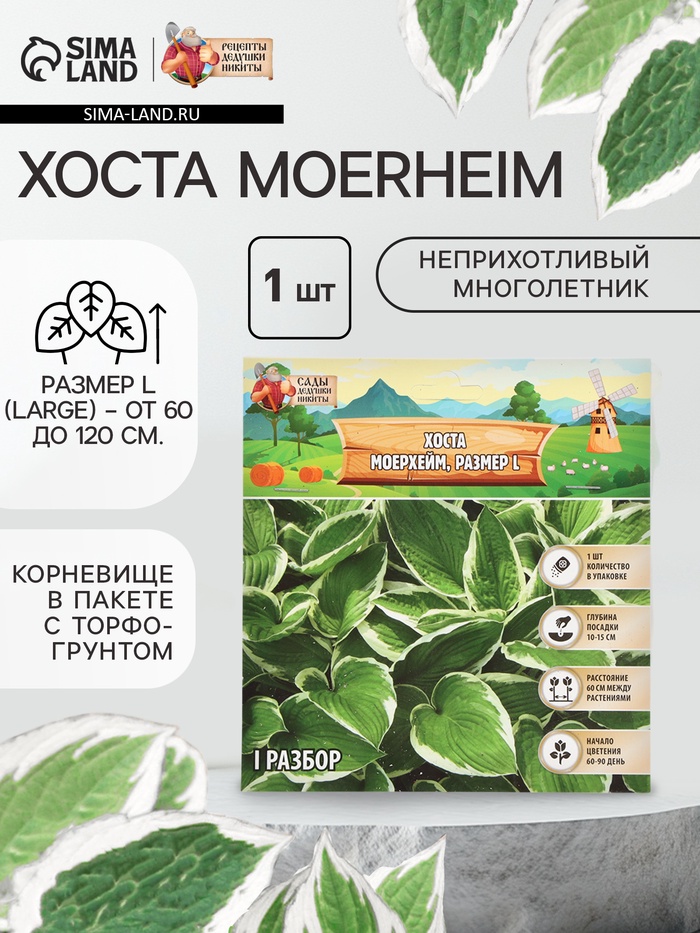 Хоста Moerheim, корневище в пакете с торфогрунтом, р-р I, размер L,1 шт. - Фото 1