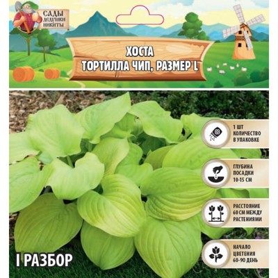 Хоста Tortilla Chip, корневище в пакете с торфогрунтом, р-р I, размер L,1 шт.