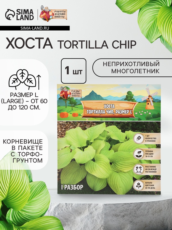 Хоста Tortilla Chip, корневище в пакете с торфогрунтом, р-р I, размер L,1 шт. - Фото 1