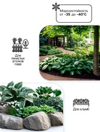 Хоста Tortilla Chip, корневище в пакете с торфогрунтом, р-р I, размер L,1 шт. - Фото 2