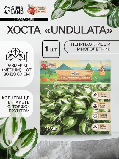 Хоста Undulata Mediovariegata, корневище в пакете с торфогрунтом, р-р I, размер M,1 шт.