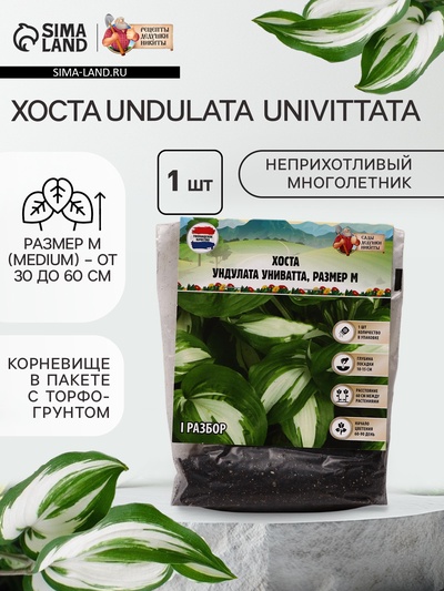 Хоста Undulata Univittata, корневище в пакете с торфогрунтом, р-р I, размер M,1 шт.