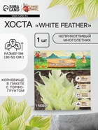 Хоста "White Feather ®", корневище в пакете с торфогрунтом, р-р I, размер SM,1 шт. - Фото 1