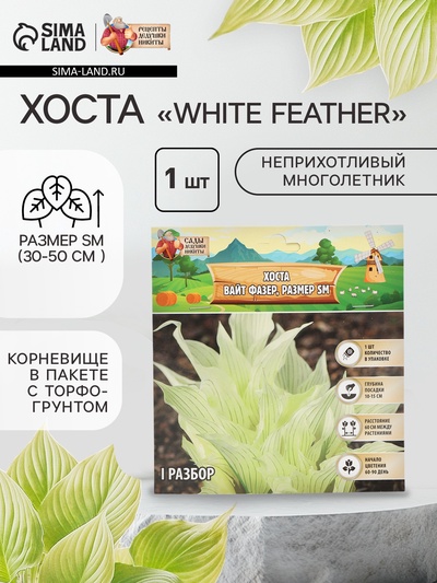 Хоста "White Feather ®", корневище в пакете с торфогрунтом, р-р I, размер SM,1 шт.