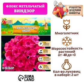 Флокс метельчтый 