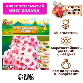 Флокс метельчтый 