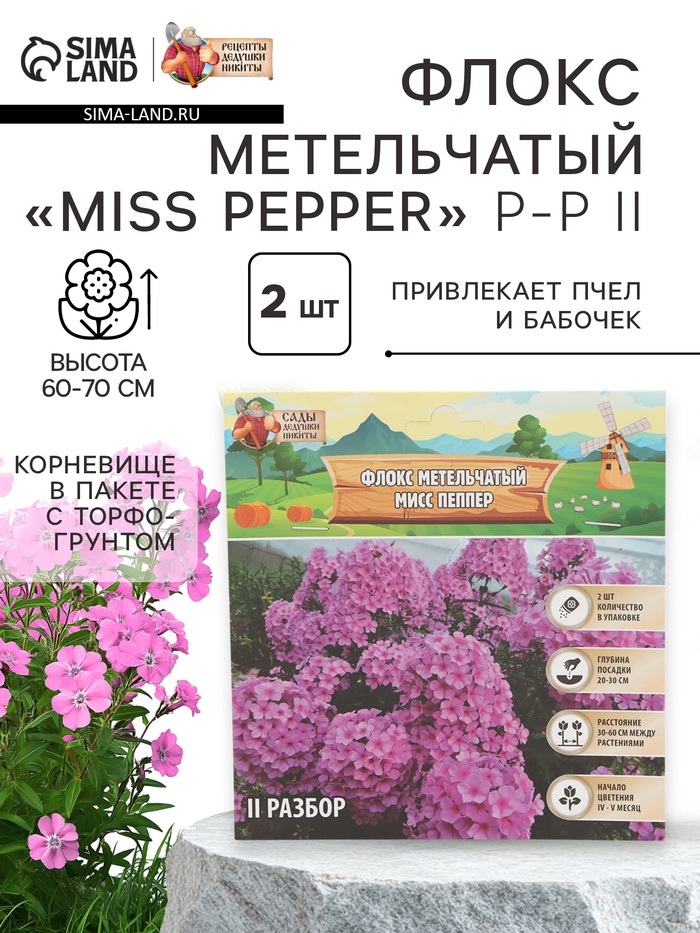 Флокс метельчтый "Miss pepper" р-р II, 2 шт, Весна 2024 - Фото 1