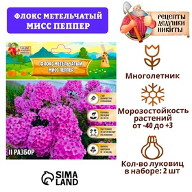 Флокс метельчтый 