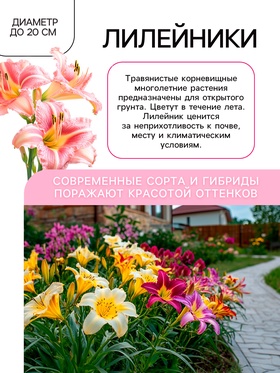 Лилейник Pink Vision, многолетник, корневище в пакете с торфогрунтом, р-р I, 1 шт.