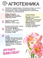 Лилейник "Pink Vision", р-р I, 1 шт, Весна 2025 9492068 - фото 4332753