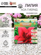 Лилия АОА гибрид November Rain, луковица в пакете с перфорацией, р-р 12/14, 2 шт. - Фото 1