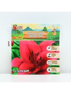 Лилия АОА гибрид November Rain, луковица в пакете с перфорацией, р-р 12/14, 2 шт. - Фото 6