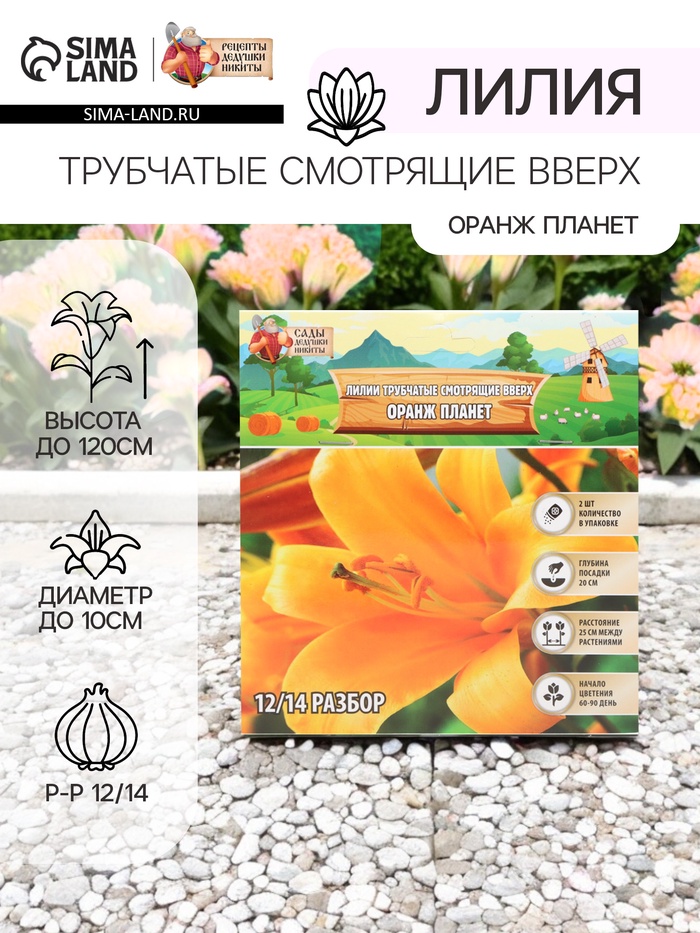 Лилии Трубчатые смотрящие вверх Orange Planet, луковица в пакете с перфорацией, р-р 12/14, 2 шт. - Фото 1