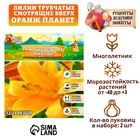 Лилии Трубчатые смотрящие вверх "Orange Planet", р-р 12/14, 2 шт, Весна 2025 9492082 - фото 317926331