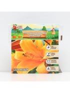 Лилии Трубчатые смотрящие вверх Orange Planet, луковица в пакете с перфорацией, р-р 12/14, 2 шт. - Фото 6