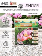 Лилии Трубчатые смотрящие вверх Pink Planet, луковица в пакете с перфорацией, р-р 14/16, 2 шт. - Фото 1
