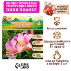 Лилии Трубчатые смотрящие вверх "Pink Planet", р-р 14/16, 2 шт, Весна 2025 9492083 - фото 317926335