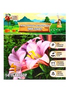 Лилии Трубчатые смотрящие вверх Pink Planet, луковица в пакете с перфорацией, р-р 14/16, 2 шт. - Фото 8