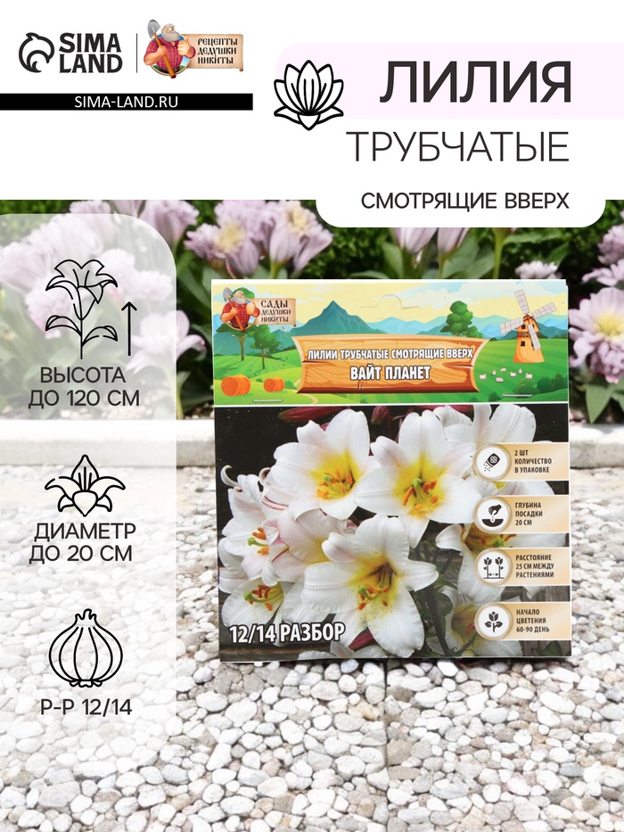 Лилии Трубчатые смотрящие вверх White Planet, луковица в пакете с перфорацией, р-р 12/14, 2 шт. - Фото 1