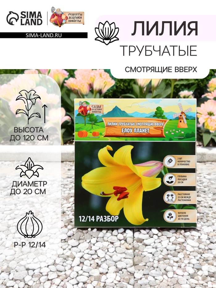 Лилии Трубчатые смотрящие вверх Yellow Planet, луковица в пакете с перфорацией, р-р 12/14, 2 шт. - Фото 1