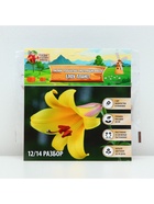 Лилии Трубчатые смотрящие вверх Yellow Planet, луковица в пакете с перфорацией, р-р 12/14, 2 шт. - Фото 6