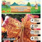 Лилии видовые "Fusion", р-р 12/14, 2 шт, Весна 2024 - фото 321623018