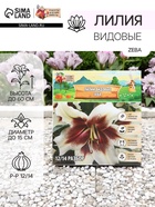 Лилии видовые Zeba, луковица в пакете с перфорацией, р-р 12/14, 2 шт. - Фото 1