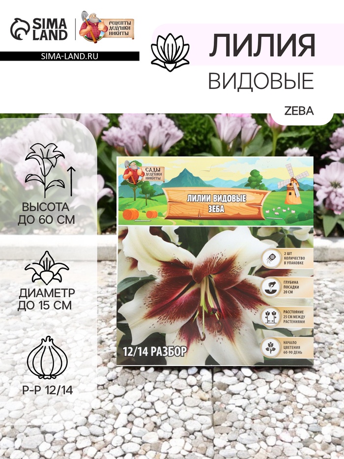 Лилии видовые Zeba, луковица в пакете с перфорацией, р-р 12/14, 2 шт. - Фото 1
