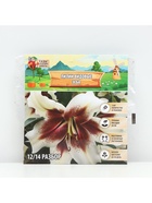 Лилии видовые Zeba, луковица в пакете с перфорацией, р-р 12/14, 2 шт. - Фото 6