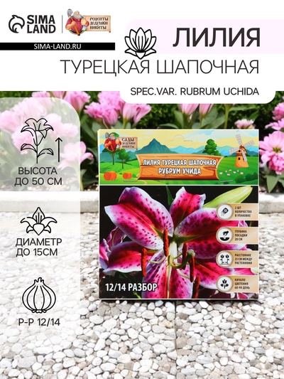 Лилия Турецкая шапочная "Spec.Var. Rubrum Uchida", р-р 12/14, 2 шт.