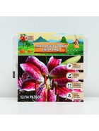 Лилия Турецкая шапочная "Spec.Var. Rubrum Uchida", р-р 12/14, 2 шт. - Фото 6