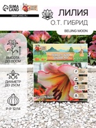 Лилия О.Т. Гибрид Beijing Moon, луковица в пакете с перфорацией, р-р 12/14, 2 шт. - Фото 1