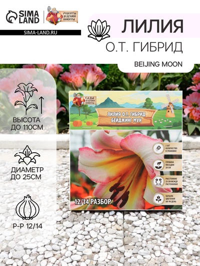 Лилия О.Т. Гибрид Beijing Moon, луковица в пакете с перфорацией, р-р 12/14, 2 шт.