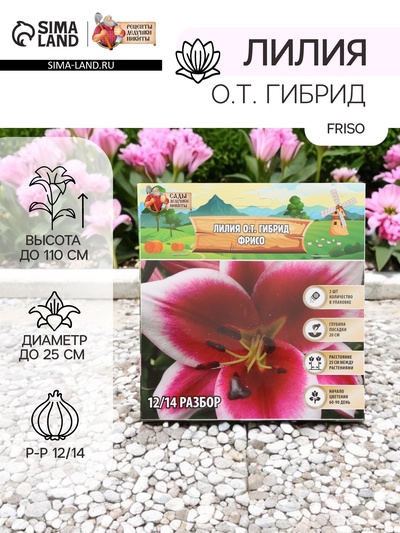 Лилия О.Т. Гибрид Friso, луковица в пакете с перфорацией, р-р 12/14, 2 шт.